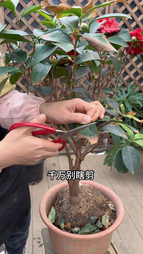 盆栽茶花花后如何修剪-第1张图片-吾爱花网 盆栽茶花花后如何修剪-第1张图片-吾爱花网