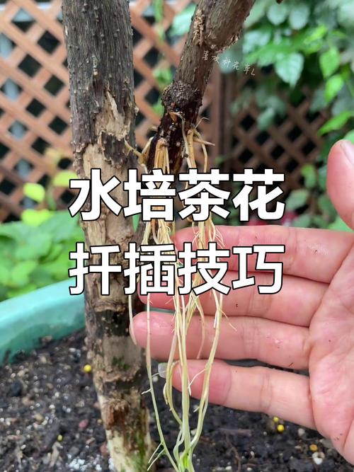 盆栽茶花花后如何修剪-第3张图片-吾爱花网