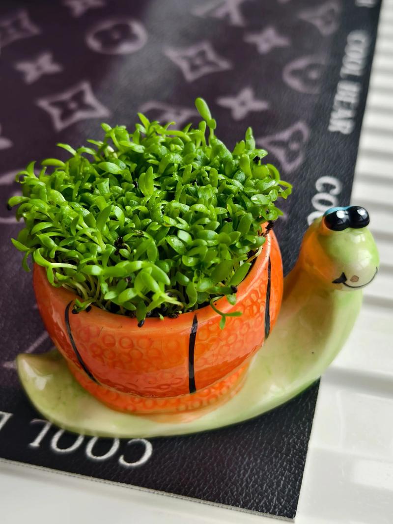 火龙果盆栽苗浇水要怎么浇？-第1张图片-吾爱花网