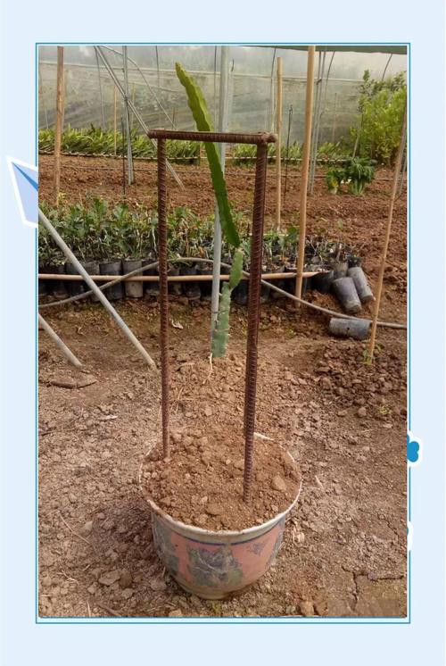 火龙果盆栽苗浇水要怎么浇？-第2张图片-吾爱花网