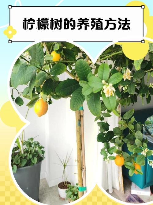 柠檬盆栽什么时间结果-第1张图片-吾爱花网