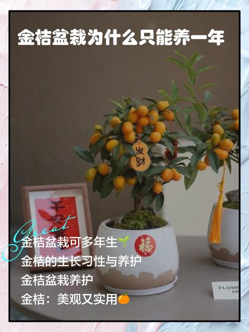 家庭盆栽小金桔怎么养才结果？-第3张图片-吾爱花网