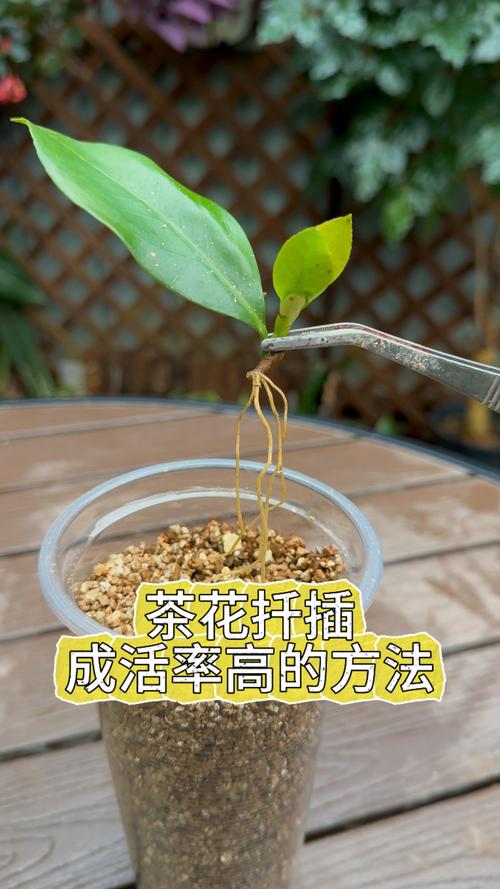 室内盆栽茶花怎样配土-第3张图片-吾爱花网