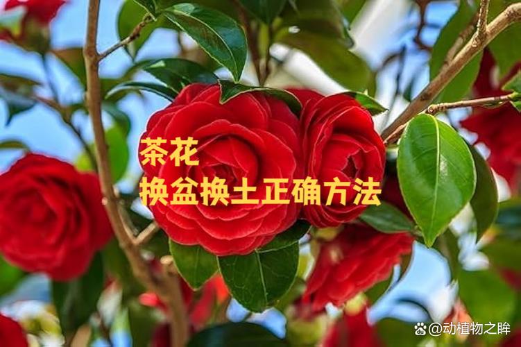 室内盆栽茶花怎样配土-第2张图片-吾爱花网