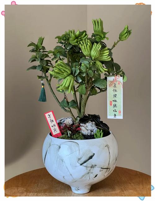 盆栽佛怎么种？图解步骤看这里！-第2张图片-吾爱花网