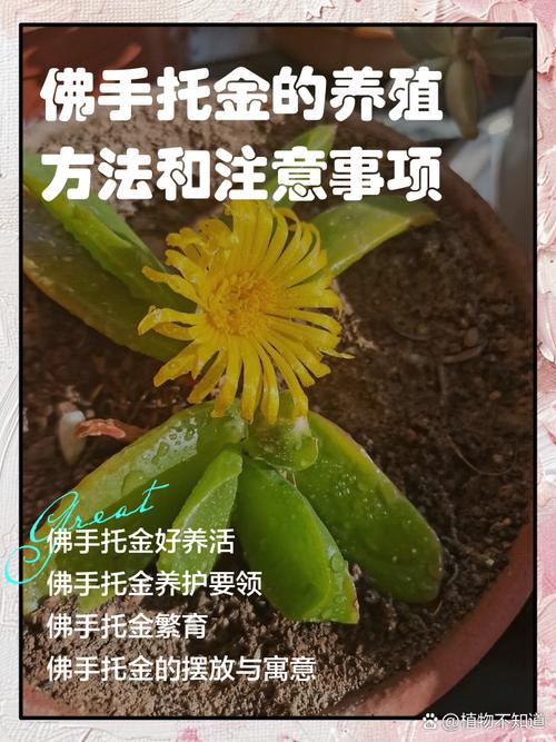 盆栽佛怎么种？图解步骤看这里！-第3张图片-吾爱花网