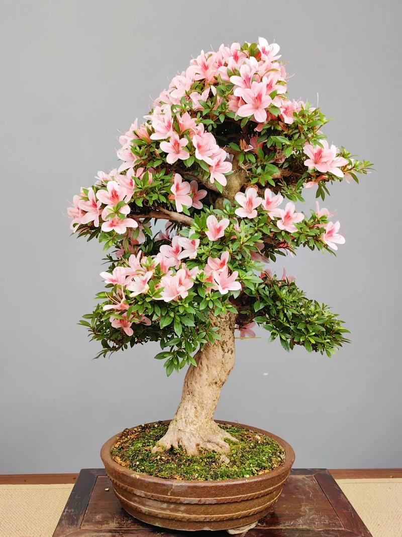 盆栽杜鹃用什么土最好？-第2张图片-吾爱花网