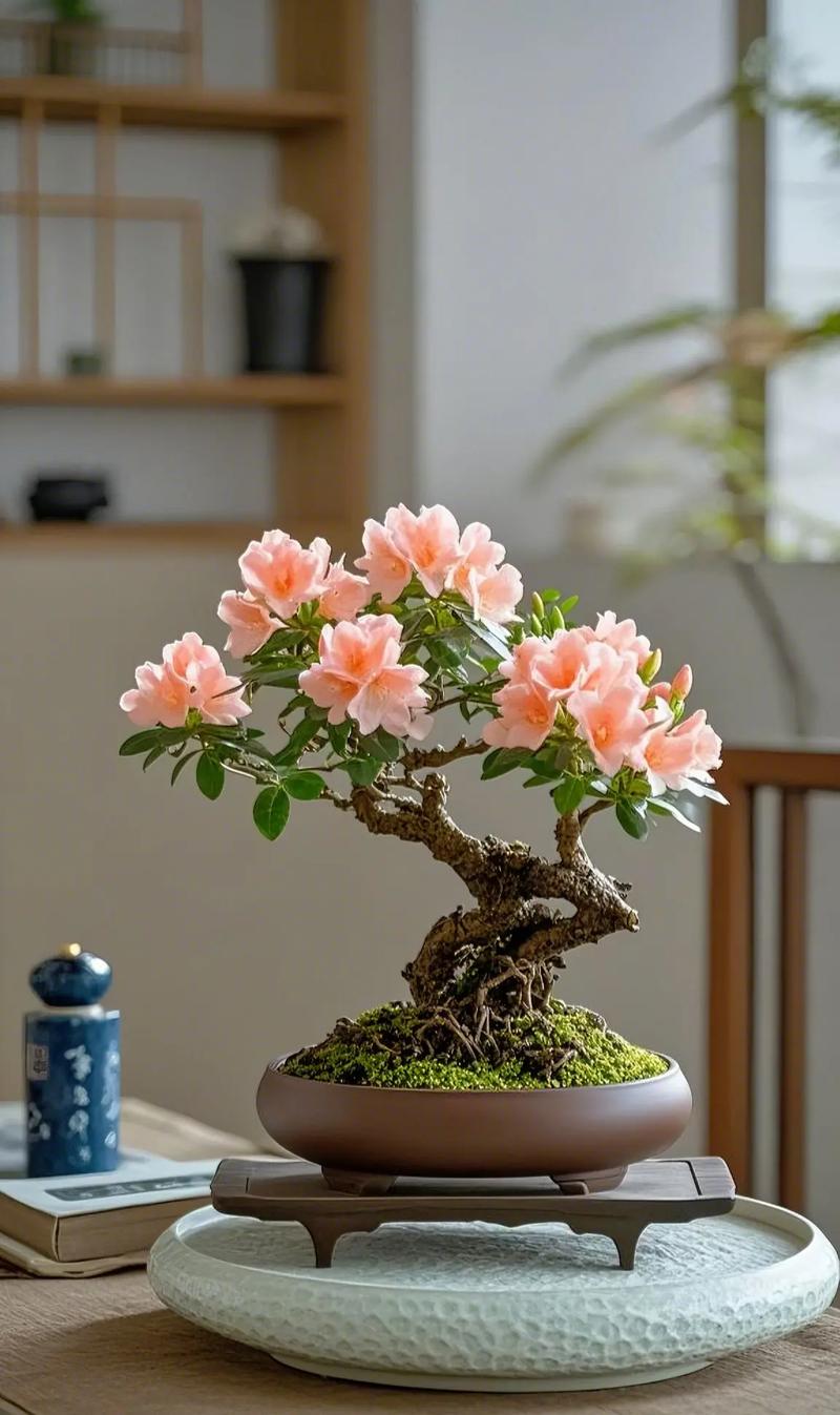 盆栽杜鹃用什么土最好？-第1张图片-吾爱花网