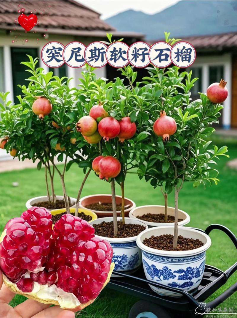 盆栽石榴种植用什么土-第3张图片-吾爱花网 盆栽石榴种植用什么土-第3张图片-吾爱花网