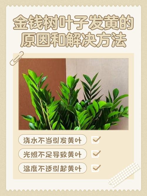 什么盆栽为什么叶子黄-第2张图片-吾爱花网