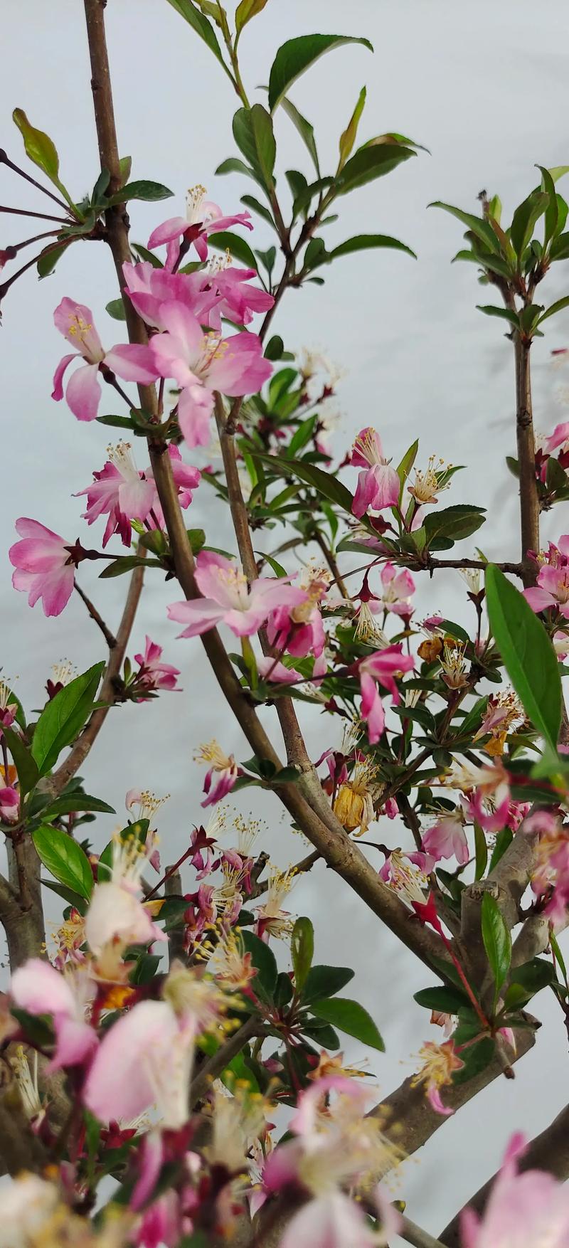 家里可以放海棠盆栽吗-第2张图片-吾爱花网