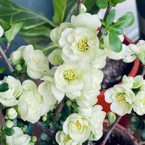 家里可以放海棠盆栽吗-第3张图片-吾爱花网