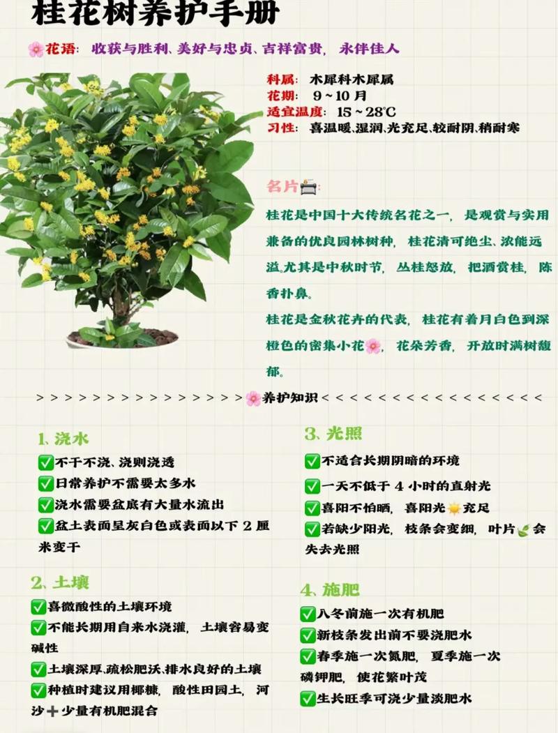 室内盆栽桂花怎么养才好？-第2张图片-吾爱花网