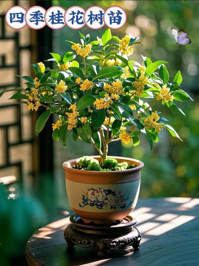 盆栽桂花大全图片大全-第2张图片-吾爱花网