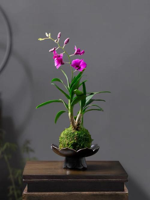 送石斛盆栽给领导好吗-第2张图片-吾爱花网