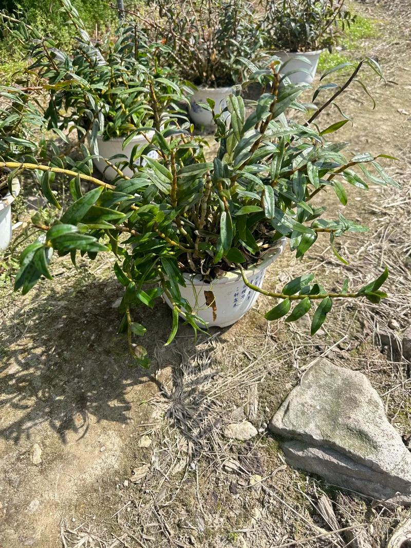 送石斛盆栽给领导好吗-第1张图片-吾爱花网