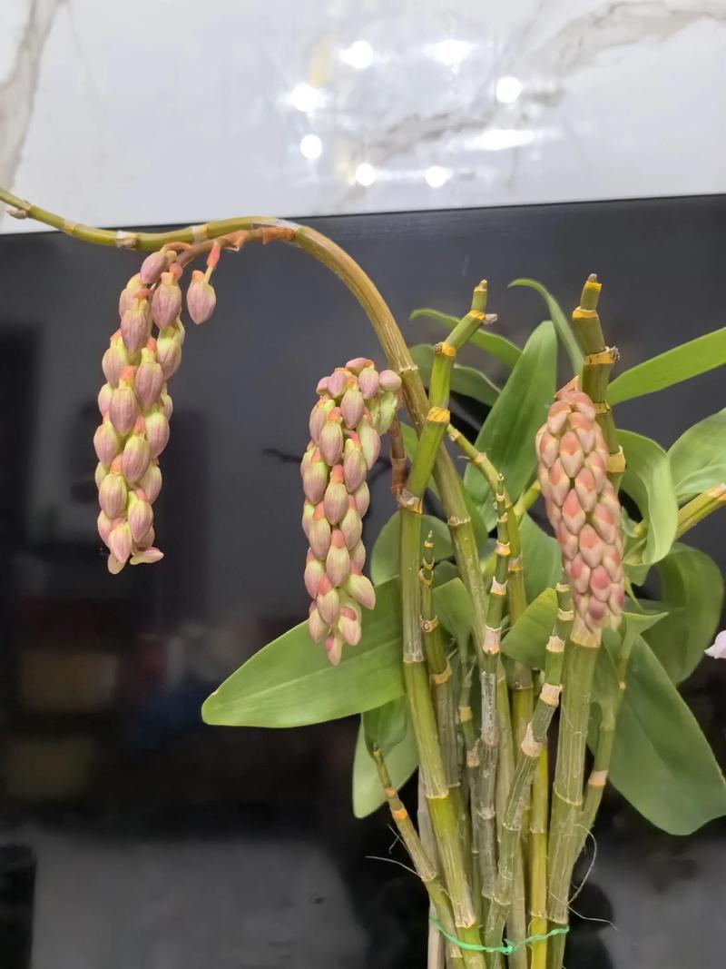 送石斛盆栽给领导好吗-第3张图片-吾爱花网