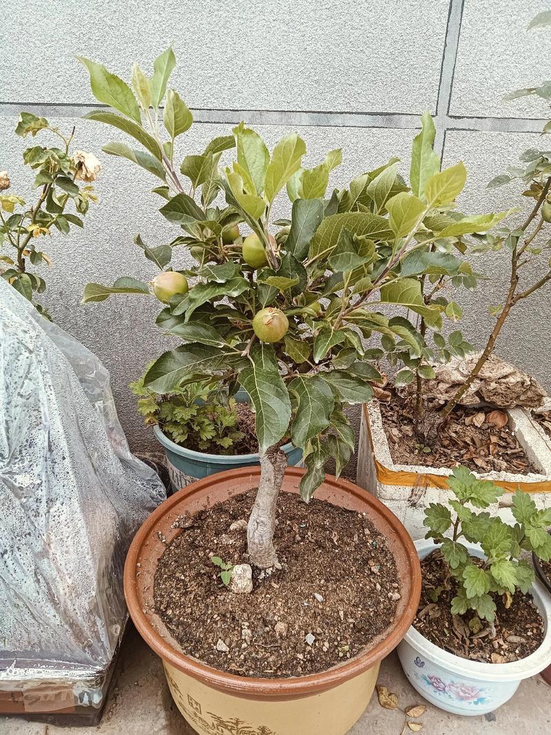 南方盆栽苹果能种活吗?-第1张图片-吾爱花网 南方盆栽苹果能种活吗?-第1张图片-吾爱花网