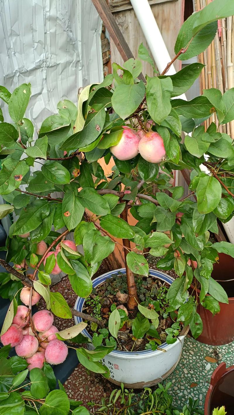 南方盆栽苹果能种活吗？-第2张图片-吾爱花网