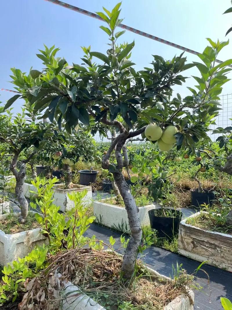 南方盆栽苹果能种活吗？-第3张图片-吾爱花网