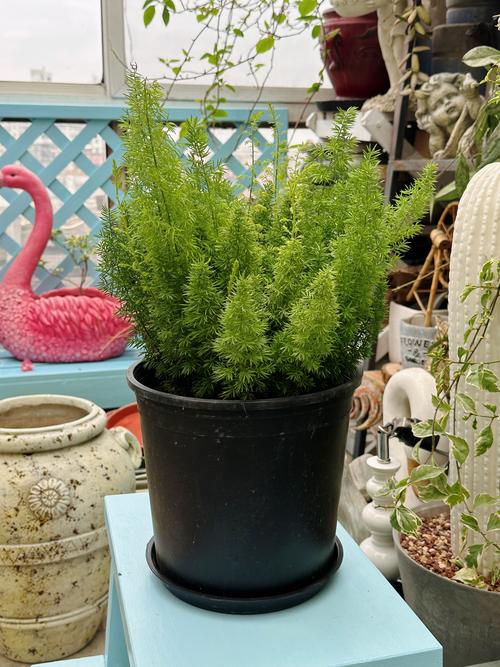 耐寒耐热盆栽有哪些？-第2张图片-吾爱花网