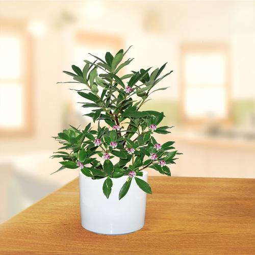 耐寒耐热盆栽有哪些?-第1张图片-吾爱花网 耐寒耐热盆栽有哪些?-第1张图片-吾爱花网