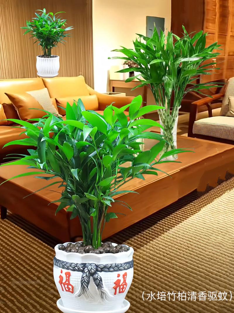 耐寒耐热盆栽有哪些?-第3张图片-吾爱花网 耐寒耐热盆栽有哪些?-第3张图片-吾爱花网