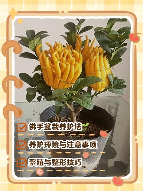 合肥哪里能买到佛手盆栽?-第3张图片-吾爱花网 合肥哪里能买到佛手盆栽?-第3张图片-吾爱花网
