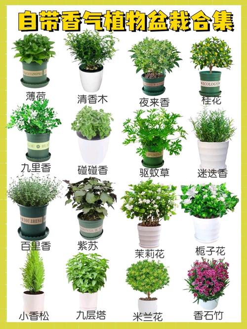 常见盆栽观叶植物有哪些?-第1张图片-吾爱花网 常见盆栽观叶植物有哪些?-第1张图片-吾爱花网