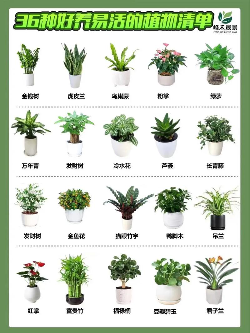 常见盆栽观叶植物有哪些?-第2张图片-吾爱花网 常见盆栽观叶植物有哪些?-第2张图片-吾爱花网