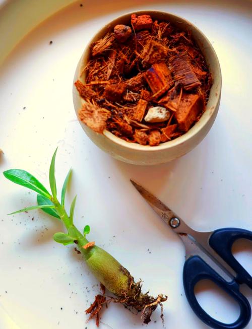 沙漠玫瑰剪下的枝条水培-第1张图片-吾爱花网 沙漠玫瑰剪下的枝条水培-第1张图片-吾爱花网