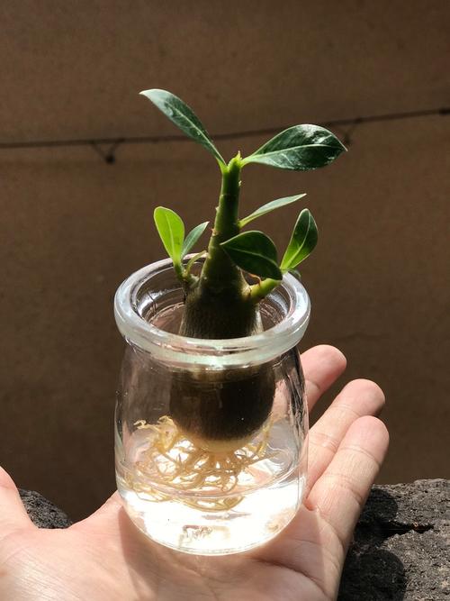 沙漠玫瑰剪下的枝条水培-第2张图片-吾爱花网