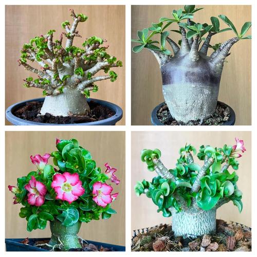 沙漠玫瑰剪下的枝条水培-第3张图片-吾爱花网 沙漠玫瑰剪下的枝条水培-第3张图片-吾爱花网