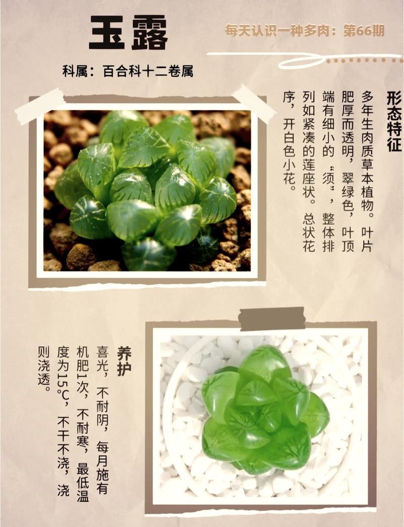 水培水晶玉露怎么养？-第2张图片-吾爱花网