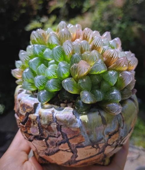 水培水晶玉露怎么养？-第3张图片-吾爱花网