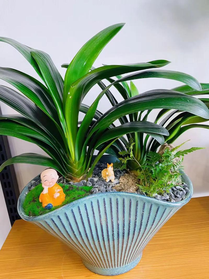 小盆栽室内植物选哪些好养又好看?-第1张图片-吾爱花网 小盆栽室内植物选哪些好养又好看?-第1张图片-吾爱花网