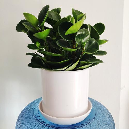 小盆栽室内植物选哪些好养又好看?-第3张图片-吾爱花网 小盆栽室内植物选哪些好养又好看?-第3张图片-吾爱花网