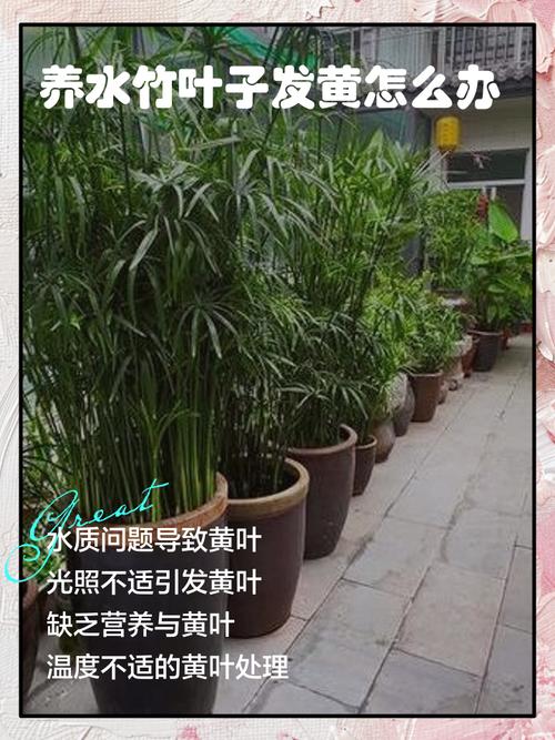 水培竹叶子发黄怎么补救-第1张图片-吾爱花网 水培竹叶子发黄怎么补救-第1张图片-吾爱花网