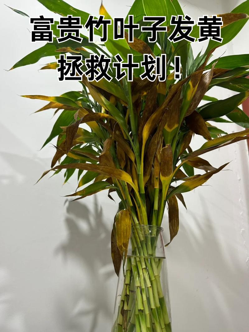 水培竹叶子发黄怎么补救-第2张图片-吾爱花网