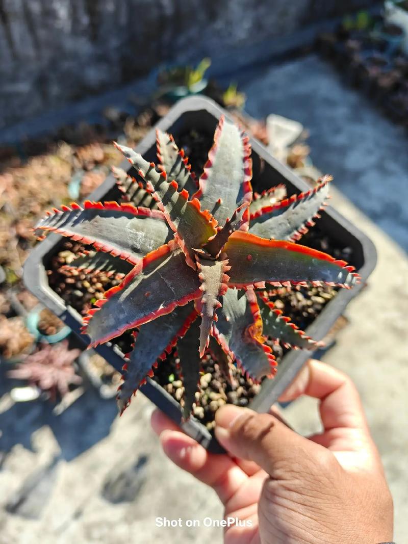 多肉芦荟的花语究竟藏着哪些秘密?-第2张图片-吾爱花网 多肉芦荟的花语究竟藏着哪些秘密?-第2张图片-吾爱花网