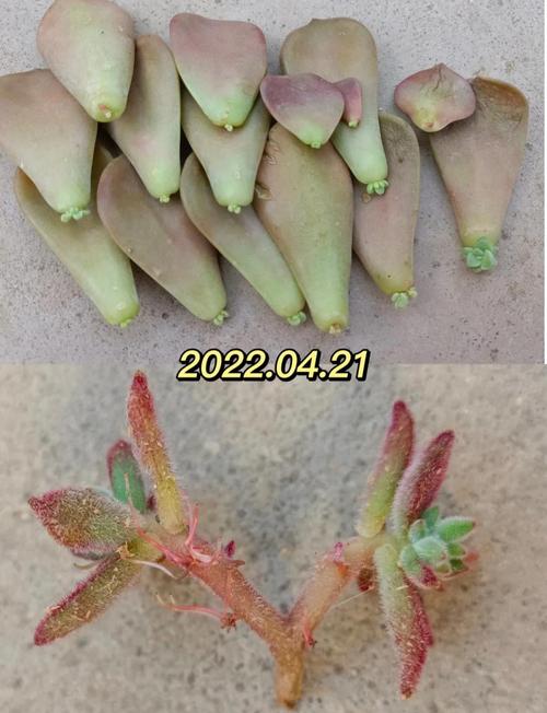 多肉叶插多久发芽冬季-第1张图片-吾爱花网 多肉叶插多久发芽冬季-第1张图片-吾爱花网