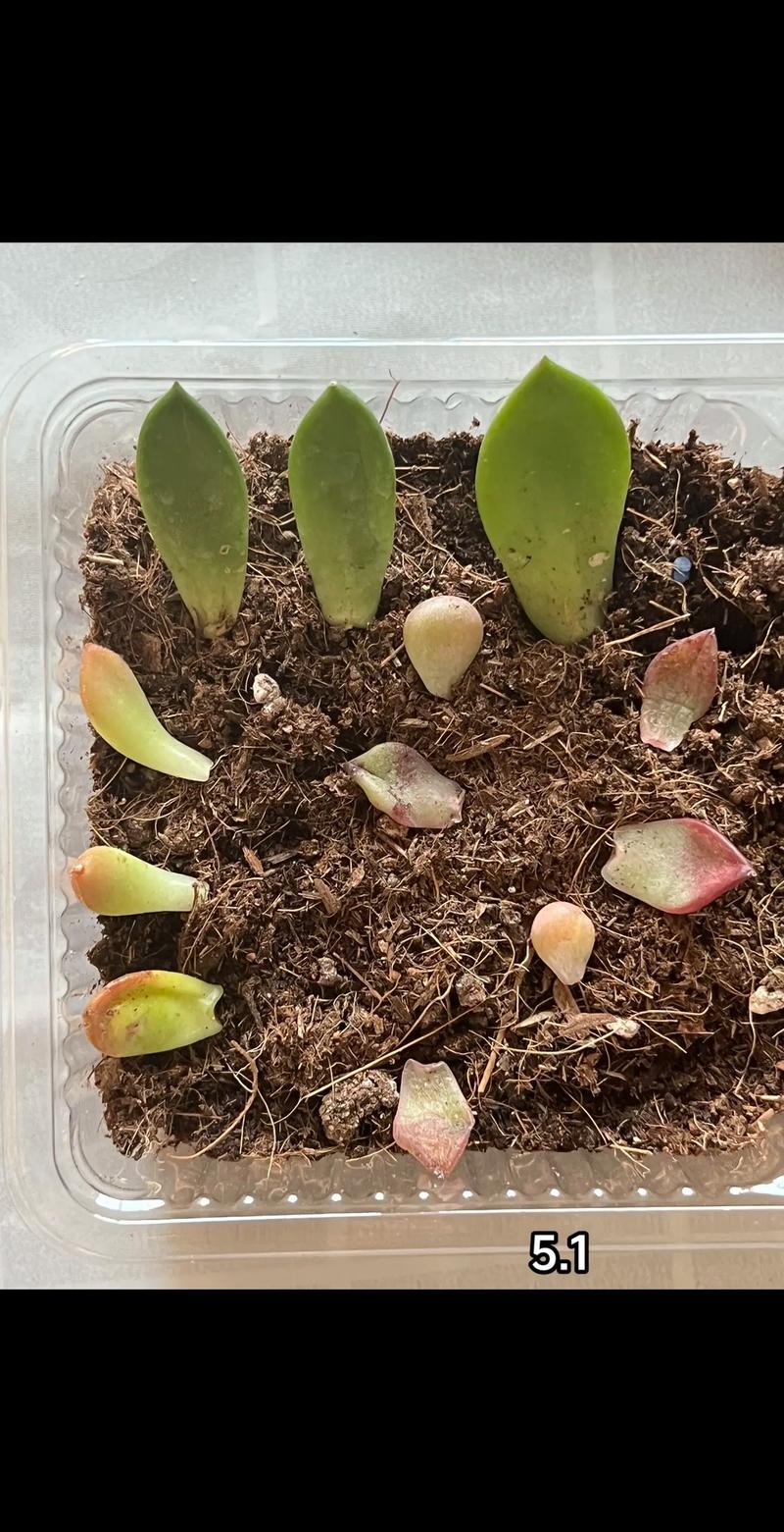 多肉叶插多久发芽冬季-第2张图片-吾爱花网 多肉叶插多久发芽冬季-第2张图片-吾爱花网