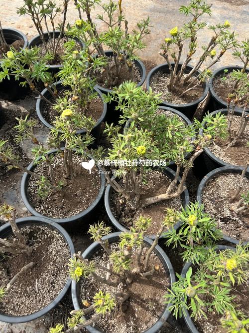 最容易盆栽的牡丹品种-第2张图片-吾爱花网 最容易盆栽的牡丹品种-第2张图片-吾爱花网