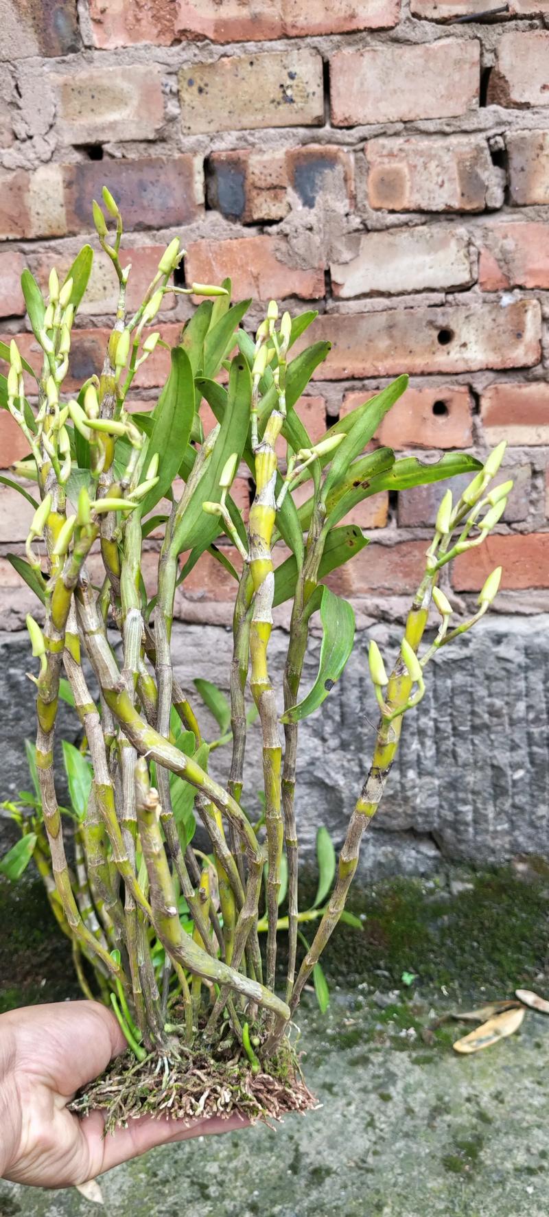 金钗石斛盆栽用什么土-第2张图片-吾爱花网