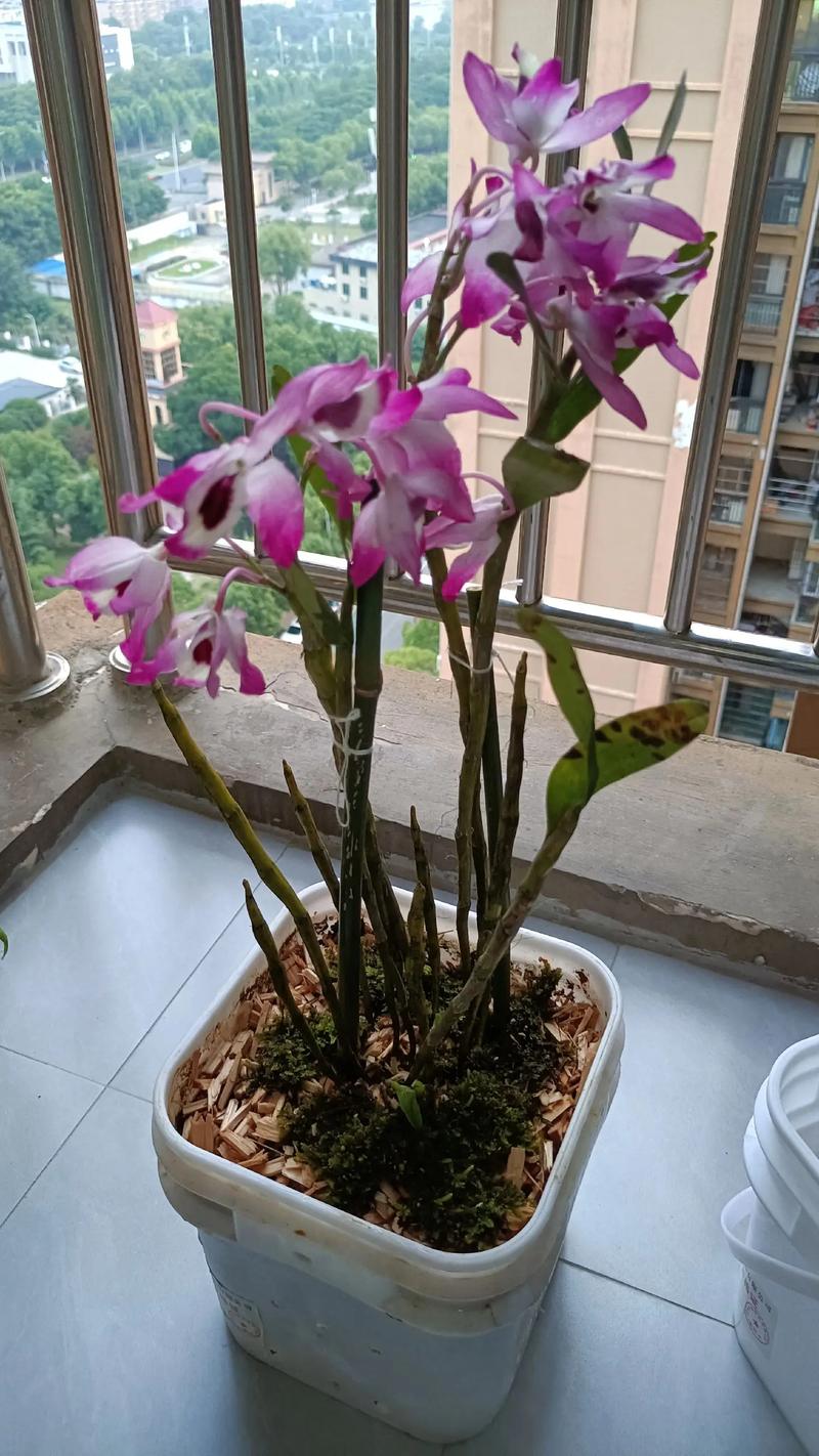 金钗石斛盆栽用什么土-第3张图片-吾爱花网