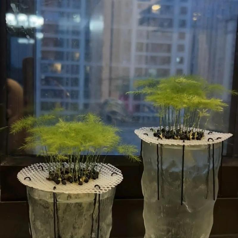 水培文竹根烂了怎么补救-第2张图片-吾爱花网