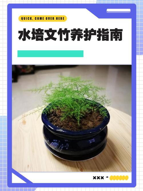 水培文竹根烂了怎么补救-第3张图片-吾爱花网