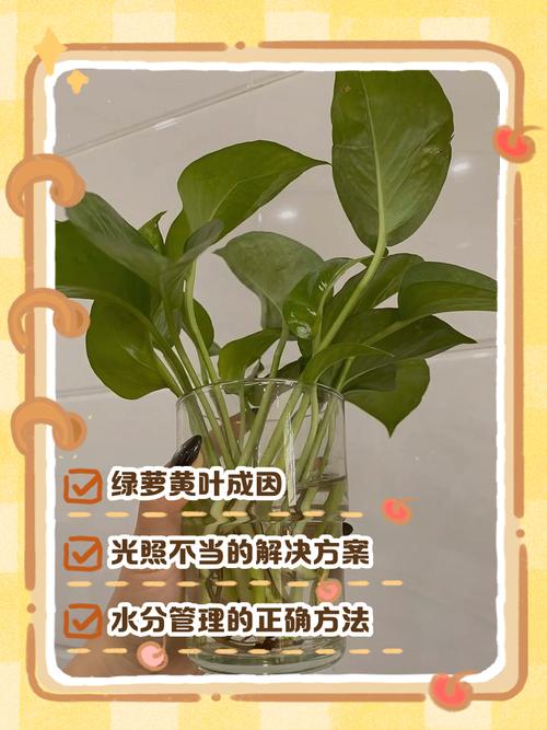 哪些植物天生不适合水培？-第1张图片-吾爱花网