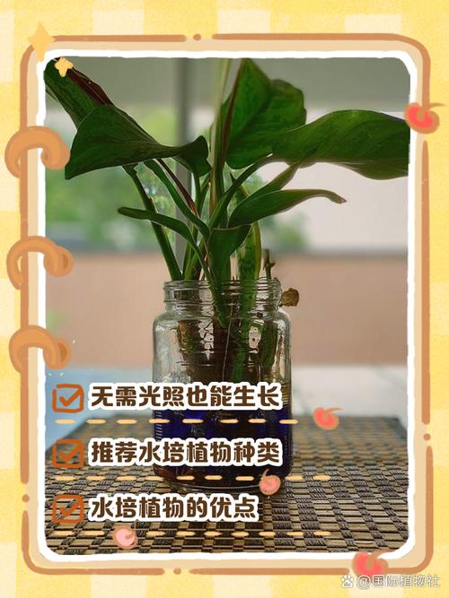 哪些植物天生不适合水培？-第2张图片-吾爱花网