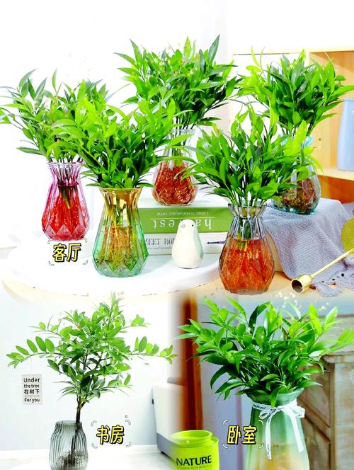 冬天都能养活的水培盆栽-第3张图片-吾爱花网